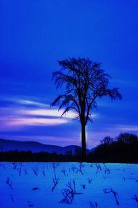 Silhouette tree on field against sky during winter