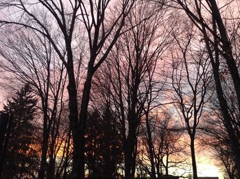 Low angle view of bare trees against sky