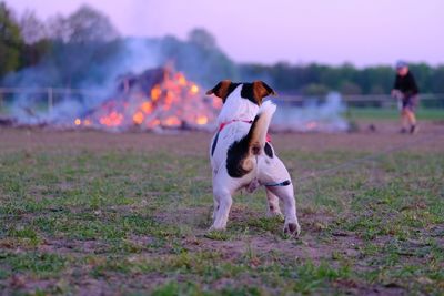 Dog standing on field in front of fire