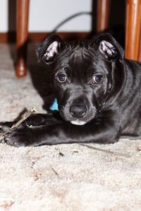 Portrait of black puppy at home