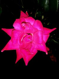 Close-up of pink rose against black background