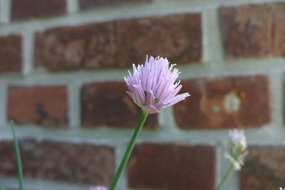 Close-up of purple flowering plant against wall