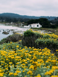 Yellow flowers growing in field