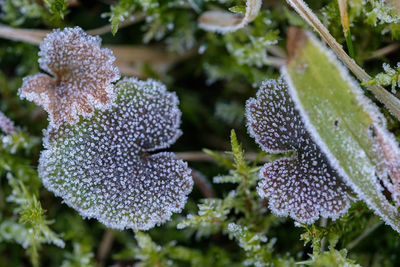 Close-up of frozen plant