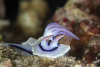 Close-up of fish swimming in sea