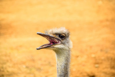Close-up of emu with its mouth open. copy space 