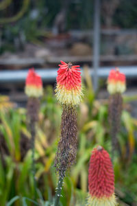 Close-up of red flower against blurred background