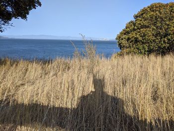 Scenic view of sea against clear sky