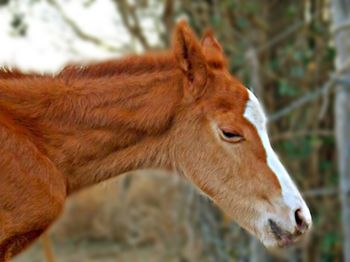 Close-up of a horse
