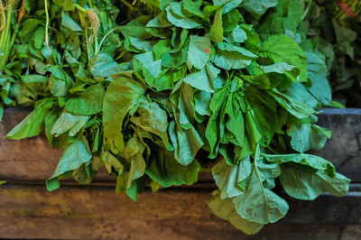 Close-up of leaves