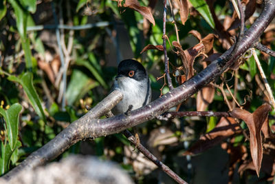 Close-up of bird perching on branch