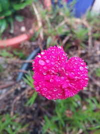 Close-up of pink flower on field