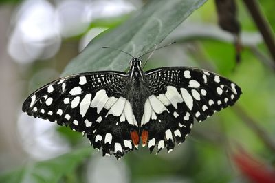 Close-up of butterfly pollinating flower