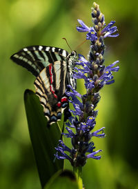 Swallowtail butterfly climbs up on a flower.