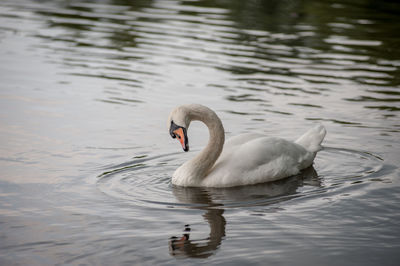 Swan swimming in lake