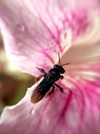 Close-up of insect on pink flower