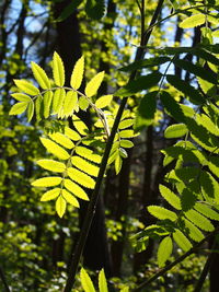 Close-up of leaves