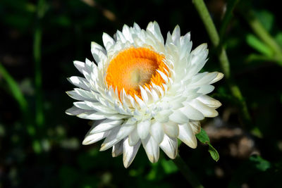 Close-up of white daisy flower