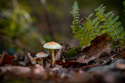 Close-up of mushroom growing in forest