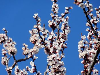 Low angle view of blooming tree against sky