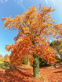 Low angle view of flowering tree against orange sky