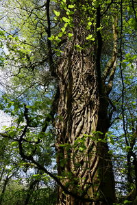 Low angle view of trees in forest