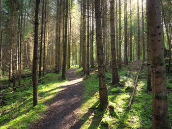 Pine trees in forest