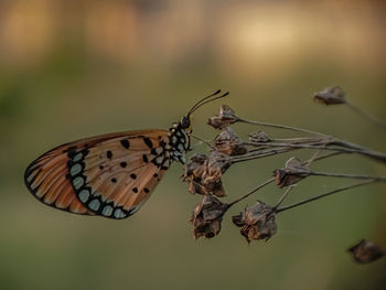 Close-up of butterfly pollinating flower