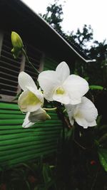 Close-up of white flowers