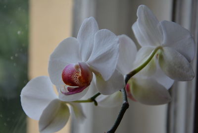 Close-up of white orchid