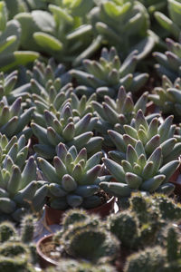 High angle view of succulent plant