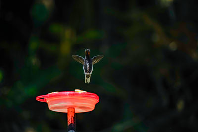 Close-up of a bird flying