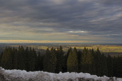 Trees against sky during winter