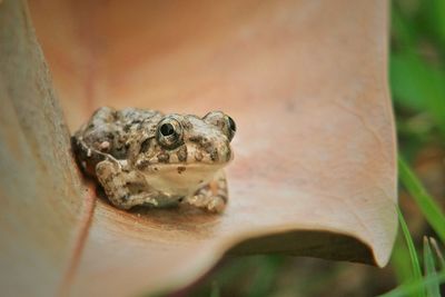 Close-up of frog