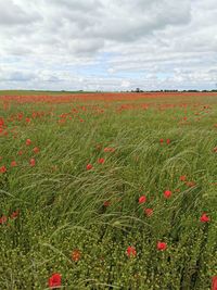 Scenic view of poppy field against sky