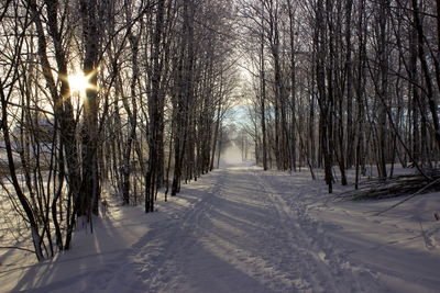 Snow covered bare trees in forest