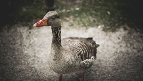 Close-up of greylag goose on field