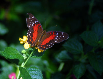 Close-up of butterfly pollinating on flower