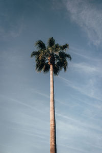 Low angle view of coconut palm tree against blue sky
