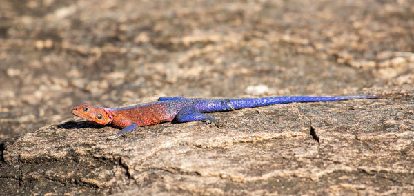 Close-up of lizard on rock