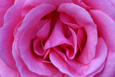 Full frame shot of pink flower