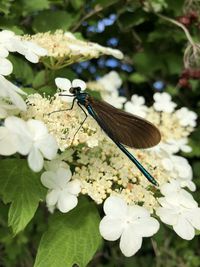 Close-up of butterfly pollinating flower