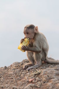 Monkey eating corn while sitting on field against clear sky