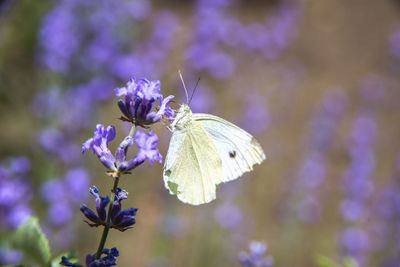 Close-up of butterfly on purple flower