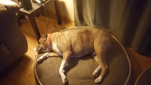 Dog relaxing on floor