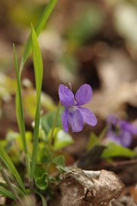 Close-up of purple crocus flowers on field