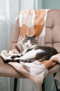 Portrait of cat lying on bed at home