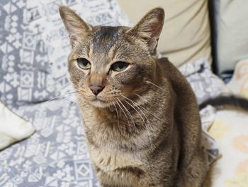 Close-up portrait of cat