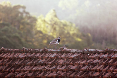 Bird perching on roof against sky