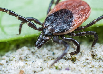 The portrait of a living tick